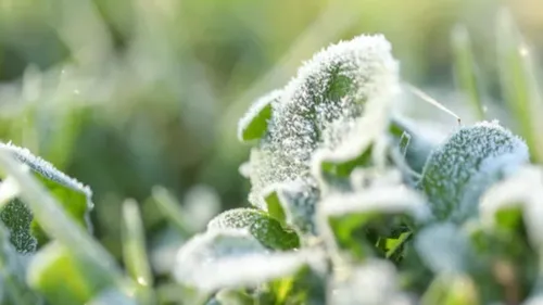 Gelées et flocons attendus en Alsace : les saints de glace ont-ils...