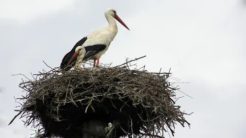 Neuwiller-Lès-Saverne, la commune aux 40 nids de cigognes