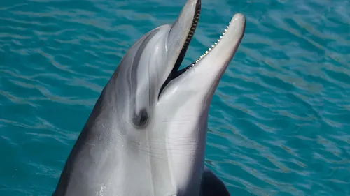 Marineland d’Antibes : Beauval renonce à accueillir les douze dauphins