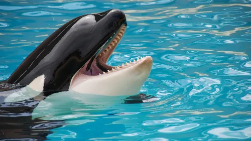 Marineland espère transférer ses orques et dauphins en Espagne...