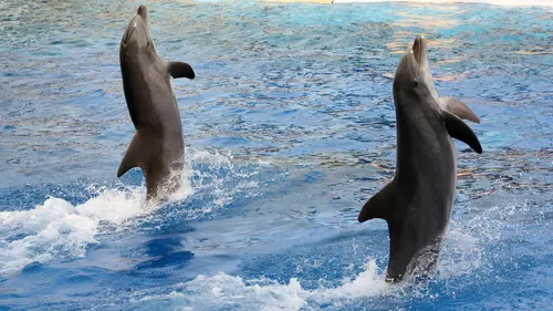 Marineland : les orques et dauphins fixés sur leur avenir