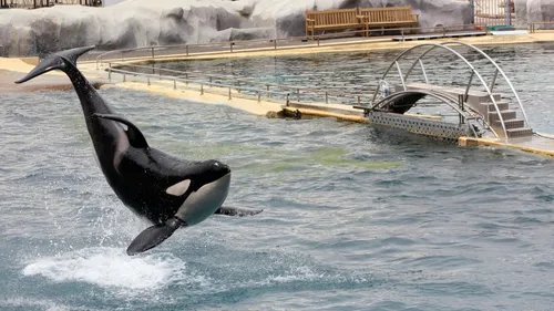 Marineland : réunion décisive au ministère pour l’avenir des...