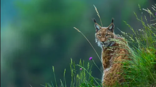 Une femme condamnée après la mort d’un lynx protégé dans le Bas-Rhin