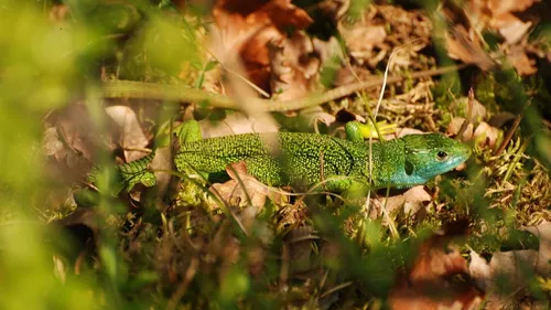 Où se cache ce petit Lézard ? 