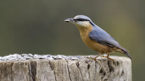 Y a-t-il des oiseaux dans votre jardin ? 