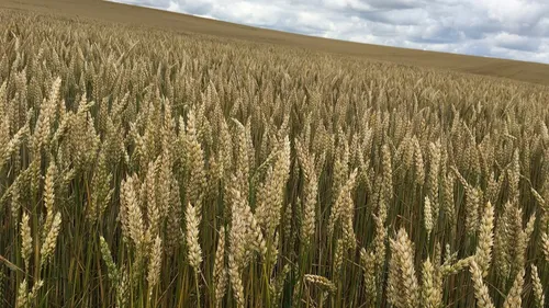Aides d’urgence : 35 millions d’euros pour les agriculteurs...