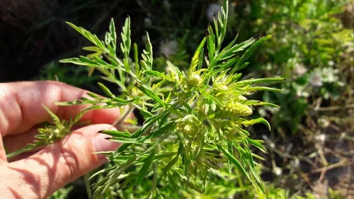 Les pollens d’ambroisie sous surveillance en Bourgogne-Franche-Comté