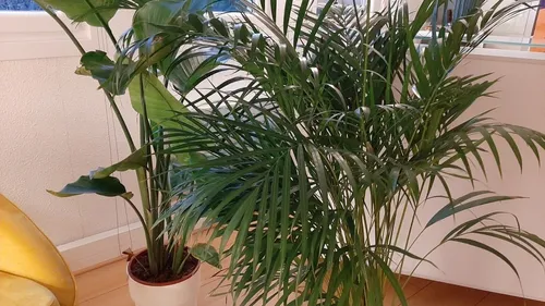 Une grande vente de plantes à la Toison d’Or du 25 au 27 novembre