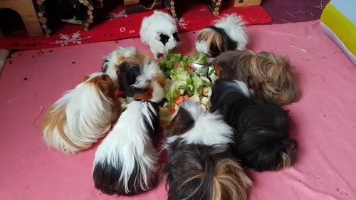 Les cochons d’inde de Côte d’Or ont besoin de vous 