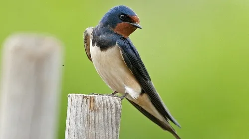 Les hirondelles sont en déclin dans la région 