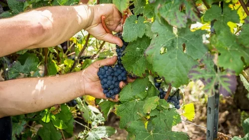 Vign’au verre et ses vendanges citoyennes : il reste quelques places
