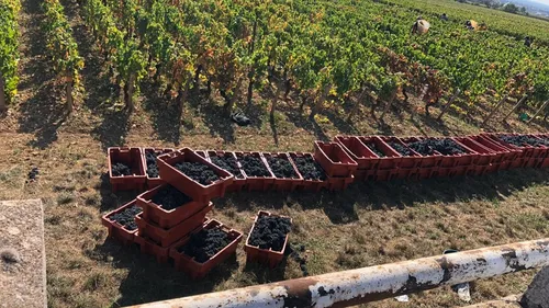 Des vendanges étudiantes organisées en Bourgogne 