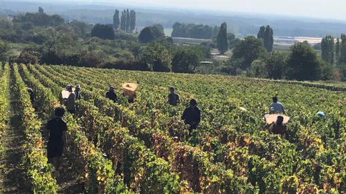 Dérogation de la durée du travail dans le secteur viticole, la CGT...