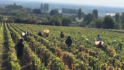 Condition des vendangeurs : la CGT s’alarme de la situation 