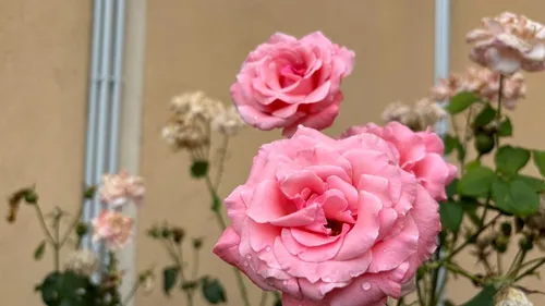 Atelier créatif et chasse aux bouquets : Beaune célèbre la fleur...
