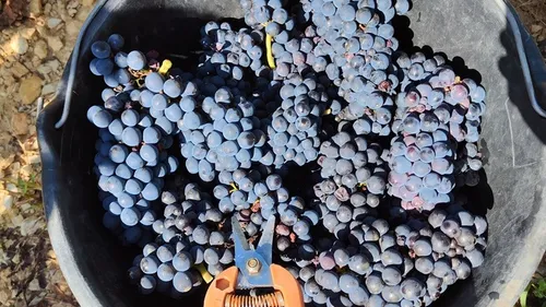 Conférence-débat à la Cité des vins à Beaune : les vins antiques en...