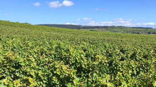 Millésime 2026 en Bourgogne : des vendanges précoces mais des...