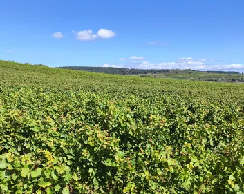 Millésime 2026 en Bourgogne : des vendanges précoces mais des...