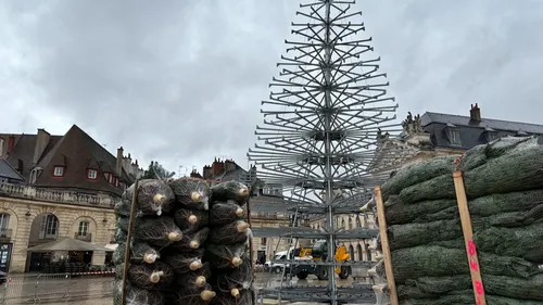 Le Stade Dijonnais met en vente des sapins de Noël pour financer...