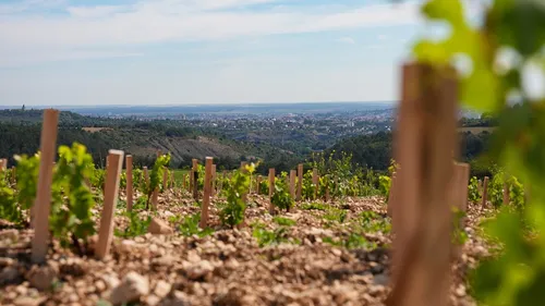 Le groupe JDA aménage des vignes à Corcelles-les-Monts 