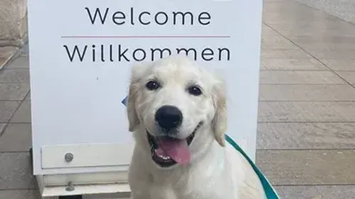 Pourquoi le chien est le meilleur ami de votre enfant ? La Semaine...