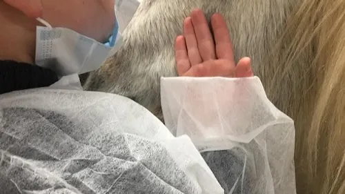 Soigner les maux grâce aux animaux : découvrez l’association...