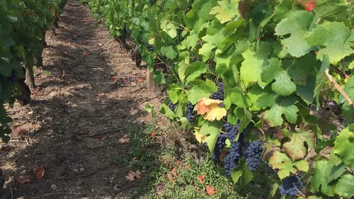 Unique au monde : le point sur la situation économique des vins de...