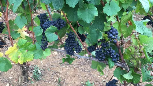 Hautes-Côtes de Beaune et de Nuits : un nouveau projet collectif et...