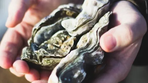 Une collecte insolite à Chevigny-Saint-Sauveur 