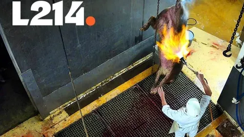 « Le chaos absolu » : l'association L214 provoque la suspension de...