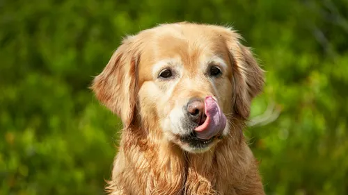Quel est le chien préféré des Bourguignons ? 