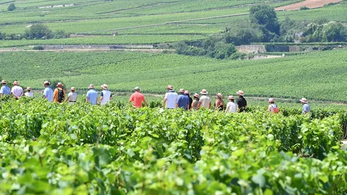 Ladoix Serrigny : « La Balade Gourmande » annulée cet été