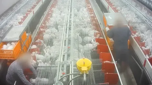 « Filière Cruauté » : L214 prévoit une mobilisation au Carrefour de...