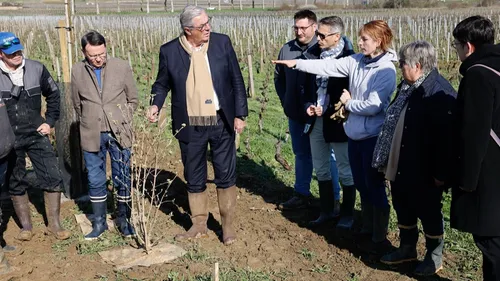 Pommard : de nouvelles expérimentations sur les vignes...