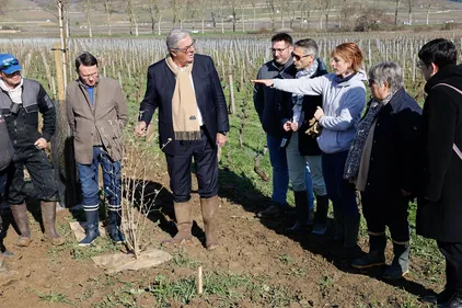 Pommard : de nouvelles expérimentations sur les vignes...