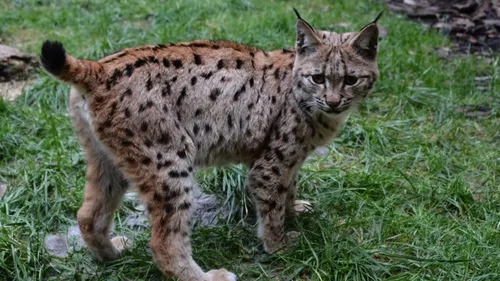 Bourgogne-Franche-Comté : un cinquième lynx relâché dans le Jura