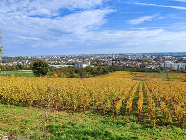 Première mondiale à Dijon, les grappes MICHELIN remises aux...