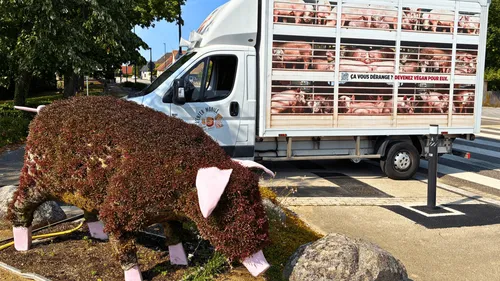 Un camion faisant retentir des cris de cochons agonisants aperçu à...