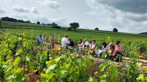 De la vigne à la bouteille : connaissez-vous vraiment tous les...