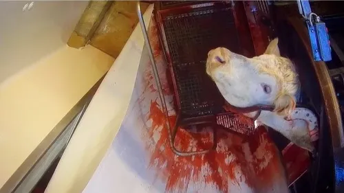 Des images choquantes révélées sur un abattoir de Venarey-les-Laumes 