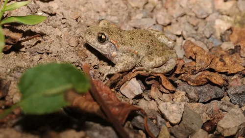 Une enquête participative sur un petit crapaud bourguignon 