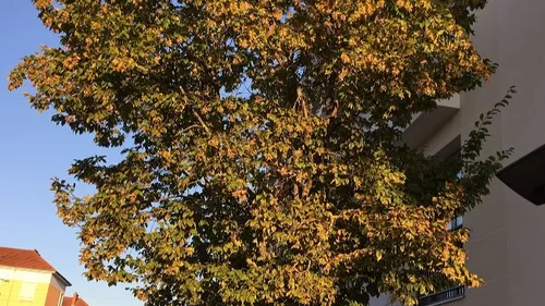 82 arbres abattus ce mardi dans les écoles de Dijon 