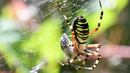 Avez-vous vu passer ce genre d’araignée en Bourgogne ? 