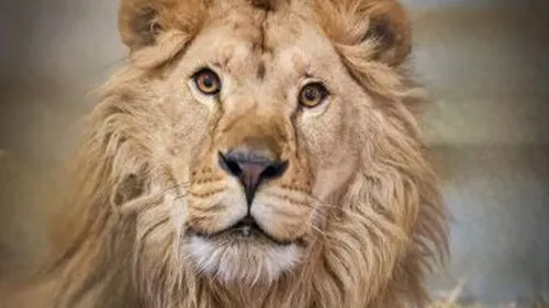 Les douaniers dijonnais accompagnent le sauvetage de trois lions...