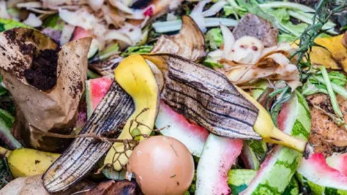 Quelles solutions pour le tri des biodéchets dans la région ? 