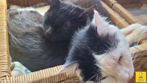 Une collecte alimentaire pour les chats dans le besoin à Dijon