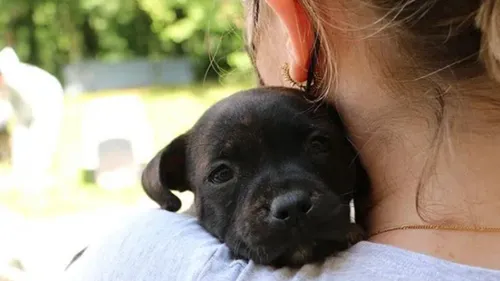 La SPA recherche des "délégués-enquêteurs" bénévoles en Côte-d'Or 