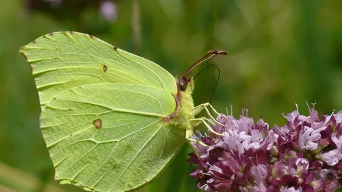 Avez-vous récemment aperçu des papillons en Bourgogne ? 
