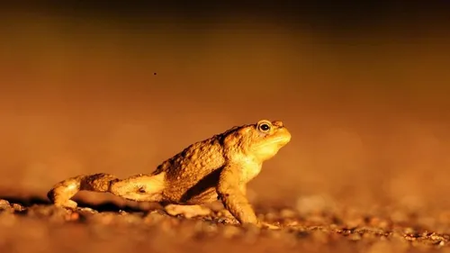 Avez-vous aperçu ce genre de petit crapaud dans la région ? 