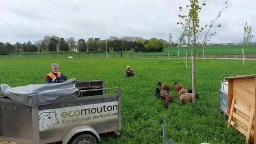 La plateforme Giphar de Ouges adopte l’éco pâturage 